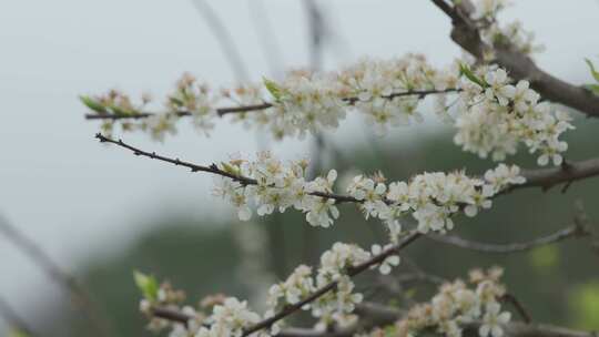 春天李花，竹林烟雨，乡村老屋