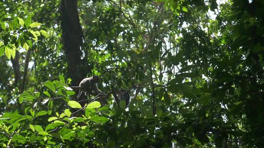 猴子在树枝上跳跃视频素材模板下载