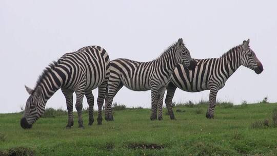 东非草原上吃草的斑马群