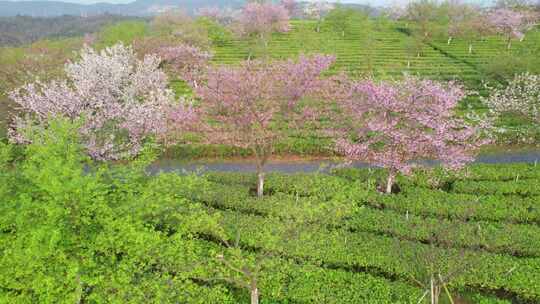 湖南省郴州市高椅岭樱花茶园4k航拍风光