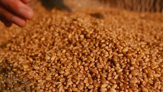 小麦麦穗农业三农粮食丰收视频素材