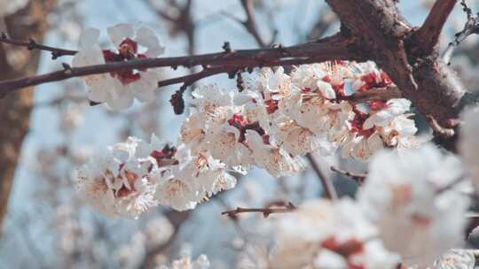 蜜蜂从杏树上的花朵上采集花粉