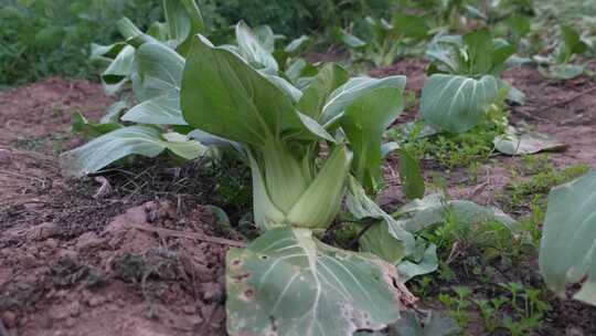 蔬菜种植  有机蔬菜 绿色 青菜 菜地  菜园