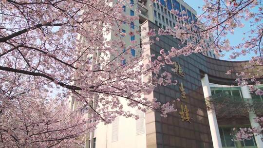武汉理工大学德生楼前的樱花视频素材模板下载