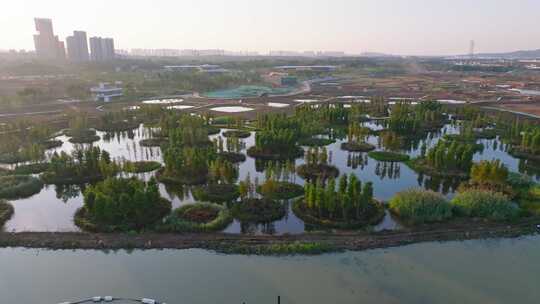 4k湿地公园白鹭栖息航拍