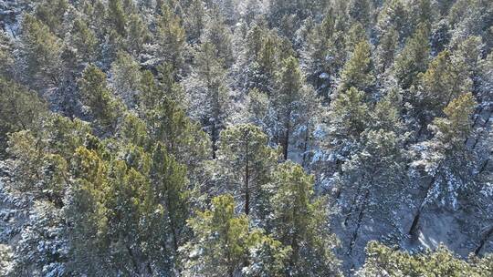 下雪时的绿色樟子松松林航拍视频素材模板下载