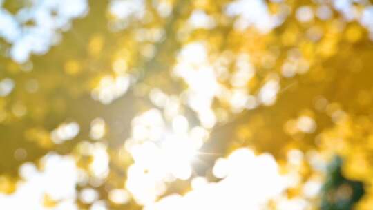 美丽金色秋天黄色的银杏树视频素材模板下载