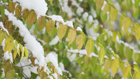 中国东北冬季大雪中的树绿叶植物