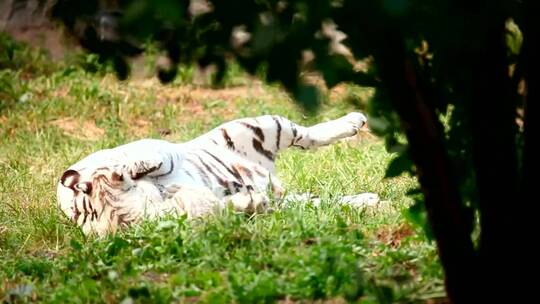 一只白虎幼崽和他的母亲在草丛中玩耍