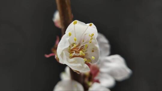 白春杏树花盛开延时