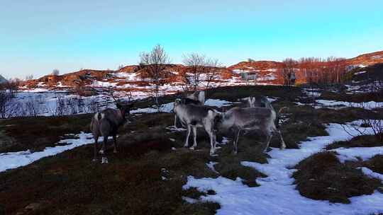 4K航拍挪威塞尼亚岛行走的群鹿