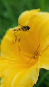 蜜蜂采蜜升格慢镜头花丛花簇自然美