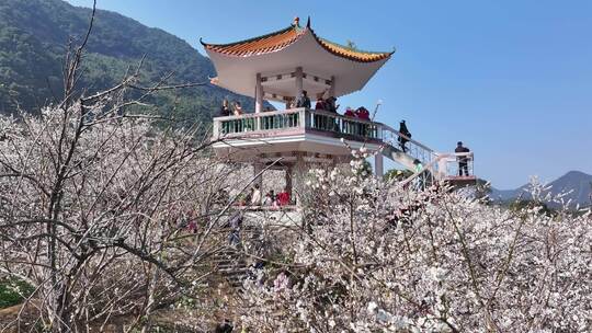 中国广东省广州市从化区广州流溪梅花节