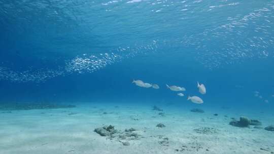 游泳，浅滩，鱼，海洋