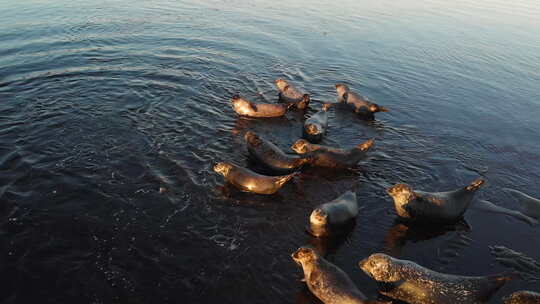 航拍海边的海豹群