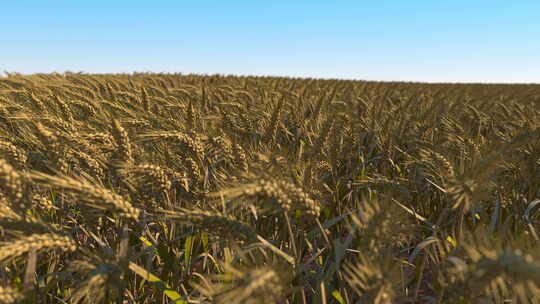 小麦 麸麦 浮麦 浮小麦