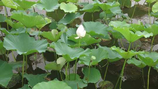 农业种植夏日植物荷花荷叶莲藕实拍