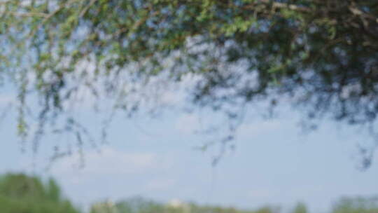 立夏盛夏森林公园夏天阳光透过树叶唯美逆光