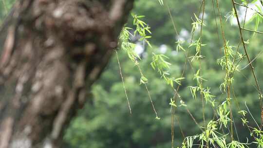 杨柳实拍