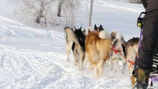 雪橇狗在雪地里拉