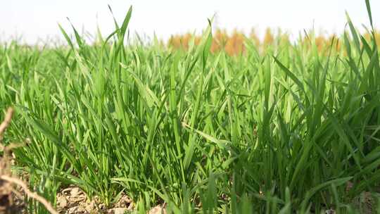 麦苗 田地 绿色 植物 农业作物 自然生态