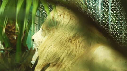 珍稀动物白化狮子