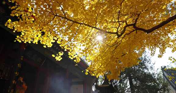 北京红螺寺秋天银杏飘落