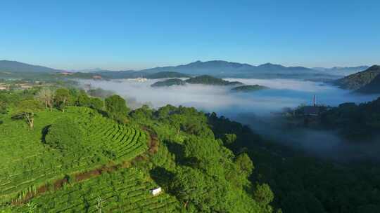 航拍云雾缭绕的茶山