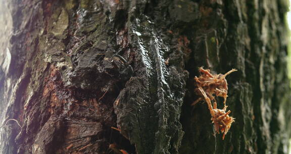 甲虫从树干里钻出来吃树皮昆虫推出木屑虫害