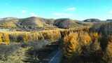 无人机航拍坝上草原秋景金黄树叶高清在线视频素材下载