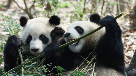 两只大熊猫在一起吃竹子