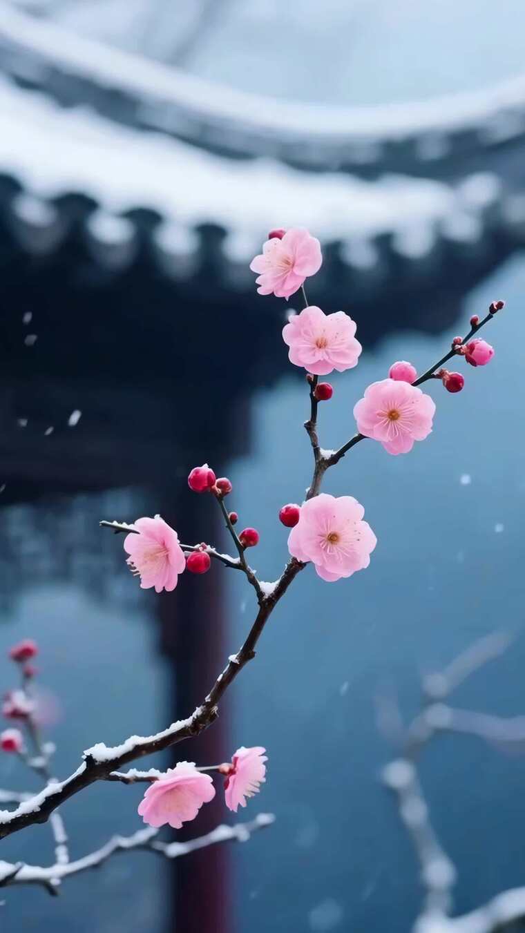 冬天下雪梅花特写