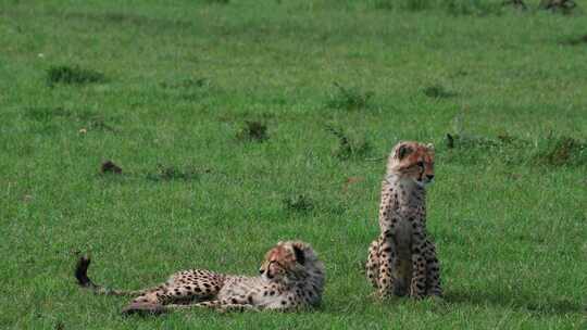 肯尼亚马赛马拉，两只猎豹幼崽在绿草中玩耍
