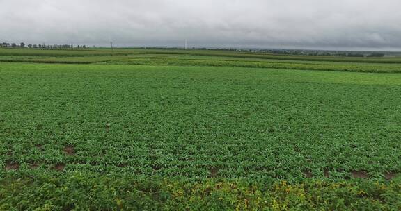 板蓝根种植基地航拍