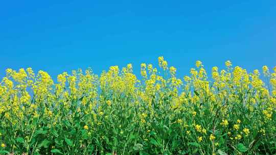 油菜花唯美意境春暖花开蜜蜂采蜜