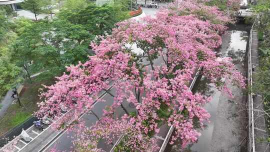 中国广东省广州市荔湾区坦尾美丽异木棉