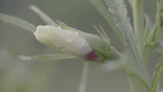 秋葵秋葵花秋葵果实LOG视频素材