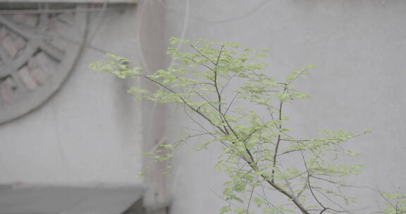 4K 水杉 枝叶 春天风雨中