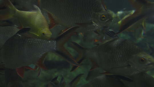 海底世界 鱼群视频素材模板下载
