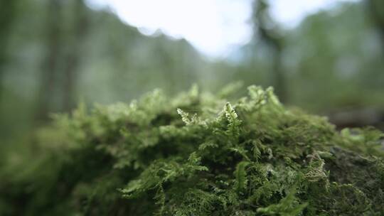 苔藓蕨类植物