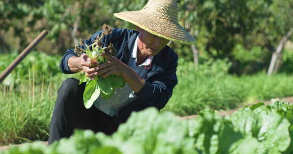 农民在田地择菜种植