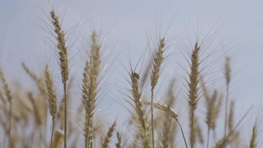 农业小麦，麦田，麦浪，小麦生长视频素材模板下载