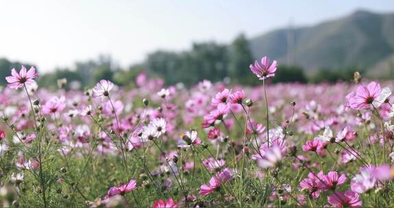 格桑花 花海合集  格桑花 蜜蜂采蜜