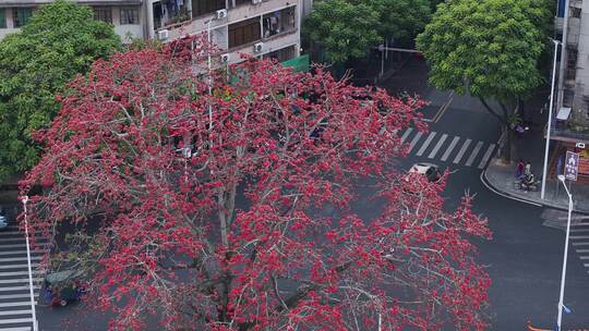 中国广东省广州市从化区街口木棉花