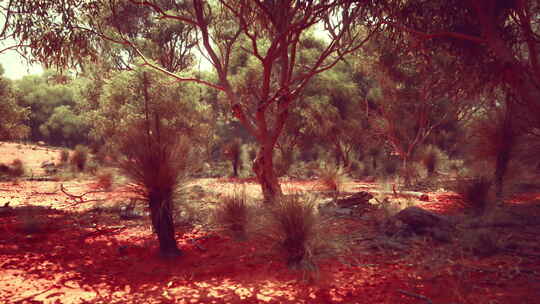 穿越西澳大利亚灌木丛的徒步小径
