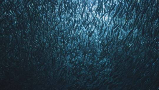 深海里的鱼群