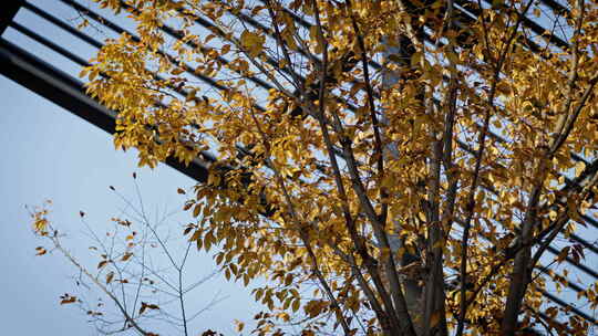 钢筋水泥的城市里秋天树木的黄叶