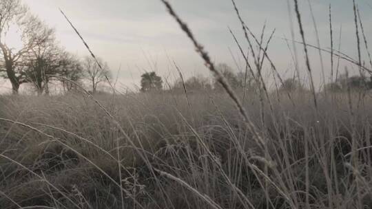 冬天野草萧瑟的景象视频素材模板下载