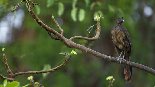 Plain Chachalaca、鸟、鲈