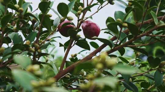 茶油果 油茶果 油茶种植